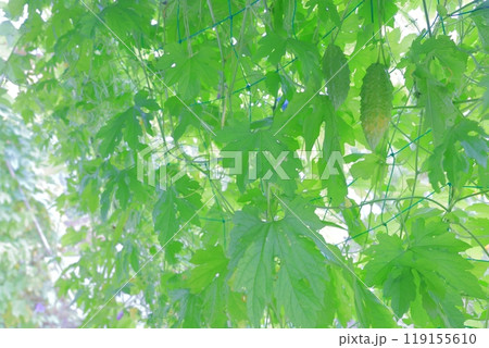 ゴーヤ 夏の野菜 ゴーヤ 夏の野菜 119155610