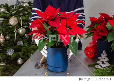 A woman transplants Poinsettia flowers into a new pot 119155704