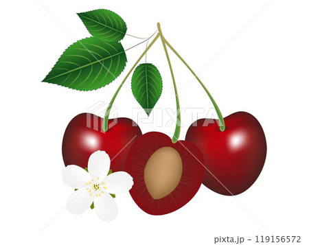 Two whole cherries with leaves and half a cherry with a stone and a flower. 119156572
