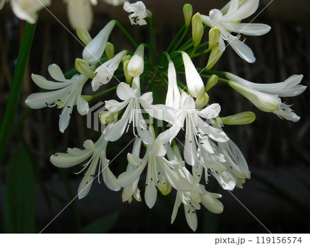 アガパンサスの花 アガパンサスの花 119156574