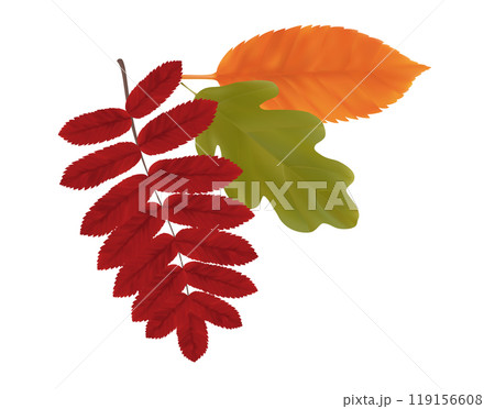 Composition of realistic oak, rowan and aspen autumn leaves. Red, green, orange flying fall vibrant leaves. Vector illustration 119156608