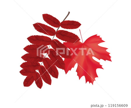 Composition of realistic red rowan and maple autumn leaves. Red vibrant flying fall leaves. Vector illustration 119156609
