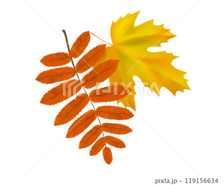 Composition of realistic rowan and maple autumn leaves. Yellow, orange, leaves swirl in the wind. Vector illustration 119156634
