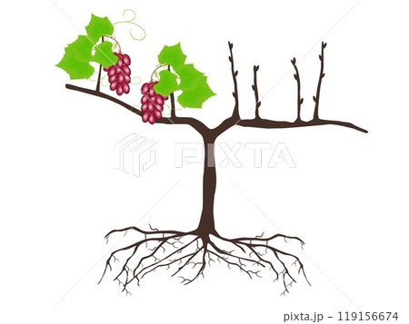 Plant of grapes on a white background. Plant of grapes on a white background. 119156674