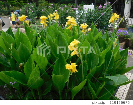 黄色い色のカンナの花 119156676