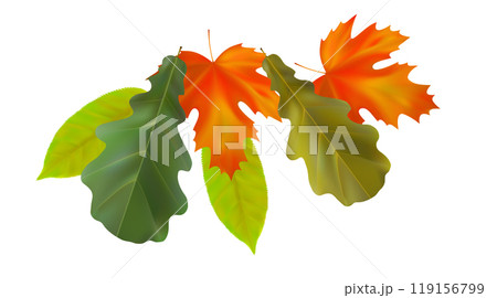 Composition of realistic oak and maple autumn leaves. Yellow, green, orange, red leaves swirl in the wind. Vector illustration Composition of realistic oak and maple autumn leaves. Yellow, green, orange, red leaves swirl in the wind. Vector illustration 119156799