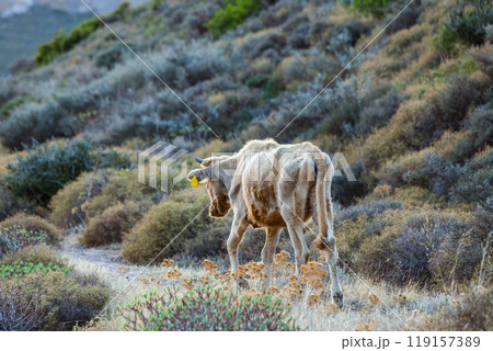 The cows graze in mountains The cows graze in mountains 119157389