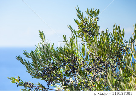 Black olives on olive tree. Season nature 119157393