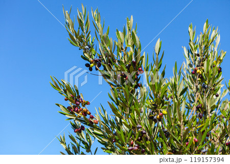 Black olives on olive tree. Season nature 119157394