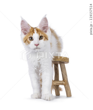 Maine Coon kitten on white Maine Coon kitten on white 119157514