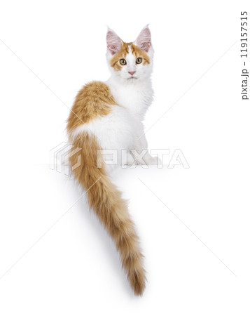 Maine Coon kitten on white Maine Coon kitten on white 119157515