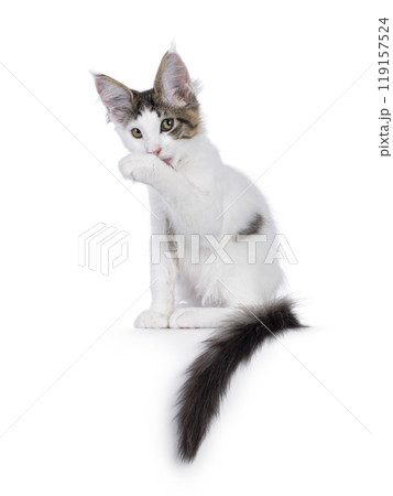 Maine Coon cat kitten on white background Maine Coon cat kitten on white background 119157524