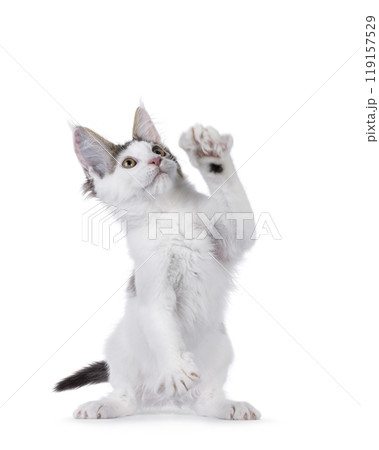 Maine Coon cat kitten on white background Maine Coon cat kitten on white background 119157529