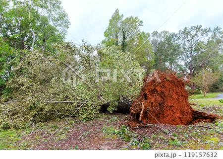 Strong winds of storm hurricane caused trees to be uprooted broken, they fell onto roadway Strong winds of storm hurricane caused trees to be uprooted broken, they fell onto roadway 119157632
