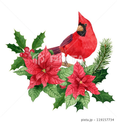 Composition with holly, Northern cardinal and poinsettia, watercolor Christmas bouquet. Hand-painted watercolor element for invitations, greeting card Composition with holly, Northern cardinal and poinsettia, watercolor Christmas bouquet. Hand-painted watercolor element for invitations, greeting card 119157734