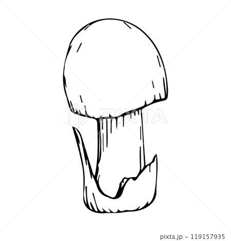 A mushroom hand-drawn in black ink on a white background 119157935