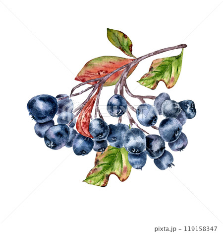 Black chokeberry on tree branch, leaves watercolor illustration isolated. Bunch of aronia berries in botanical sketch hand painted. Black fruits berry hand drawn for label, package, autumn theme. Black chokeberry on tree branch, leaves watercolor illustration isolated. Bunch of aronia berries in botanical sketch hand painted. Black fruits berry hand drawn for label, package, autumn theme. 119158347
