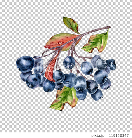 Black chokeberry on tree branch, leaves watercolor illustration isolated. Bunch of aronia berries in botanical sketch hand painted. Black fruits berry hand drawn for label, package, autumn theme. 119158347