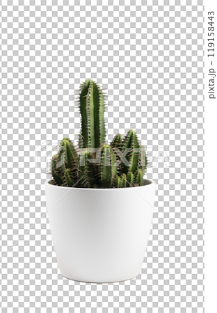 a vase with a Euphorbia Fruticosa plant a vase with a Euphorbia Fruticosa plant 119158443