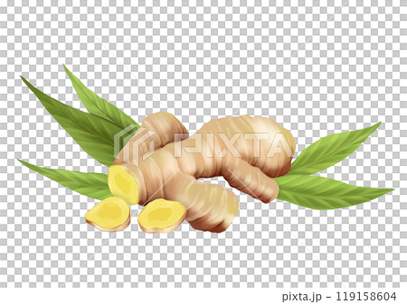 Ginger food illustration on white background 119158604