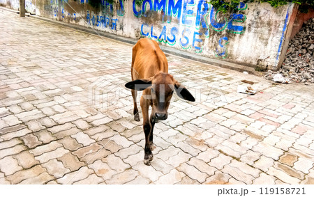 Cow calf roaming on the streets on Lucknow Cow calf roaming on the streets on Lucknow 119158721