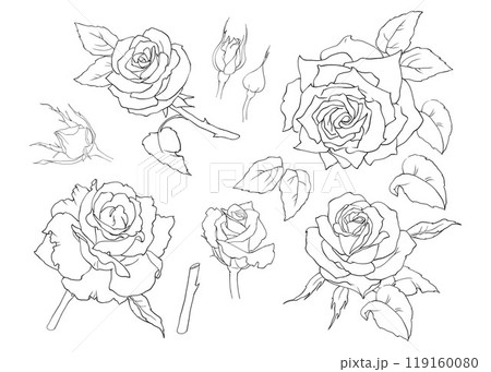 Blooming roses. A set of vector line art. Buds, flowers, leaves and stems. For the design of perfumes, cosmetics, and products for women. Printing of postcards, invitations, dishes, paper shoppers. 119160080