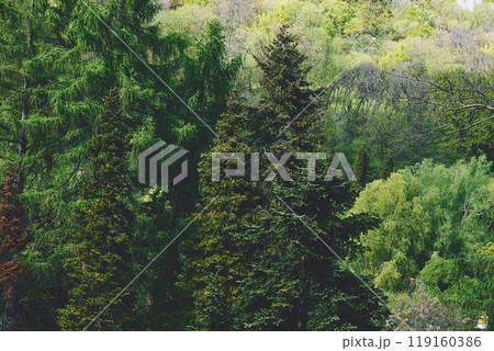 Fresh spring green flowering trees in forest on a warm day Fresh spring green flowering trees in forest on a warm day 119160386
