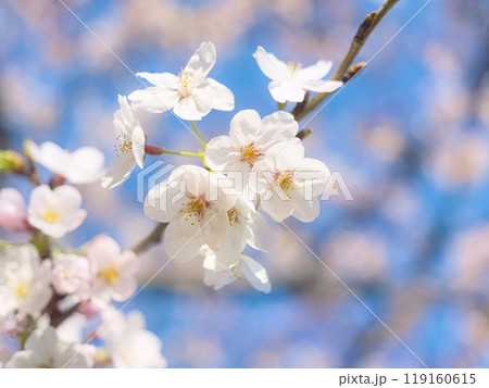 青空に咲く桜 青空に咲く桜 119160615
