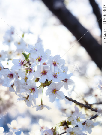 満開の桜 119160617