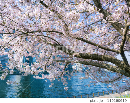 満開の桜と隅田川 / Tokyo, Japan 満開の桜と隅田川 / Tokyo, Japan 119160619
