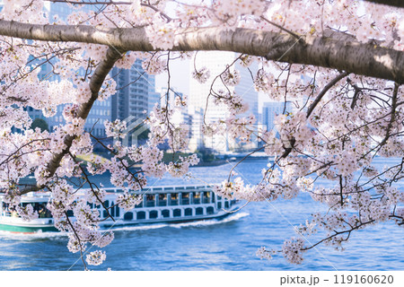 満開の桜と隅田川 / Tokyo, Japan 満開の桜と隅田川 / Tokyo, Japan 119160620