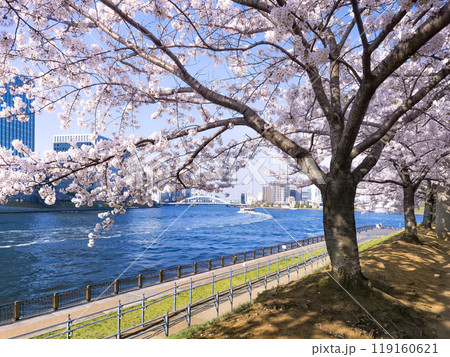 東京都中央区・石川島公園の桜並木と隅田川 / Tokyo, Japan 119160621