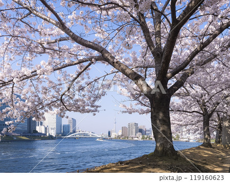 石川島公園の桜並木と隅田川 / Tokyo, Japan 石川島公園の桜並木と隅田川 / Tokyo, Japan 119160623