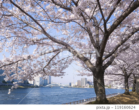 東京都中央区・石川島公園の桜並木と隅田川 / Tokyo, Japan 119160624