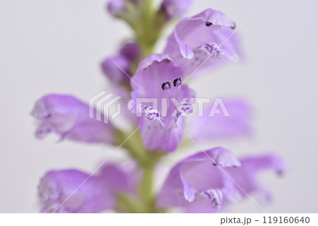 花虎の尾 119160640