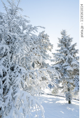 Snow covered trees. Winter forest Snow covered trees. Winter forest 119161014
