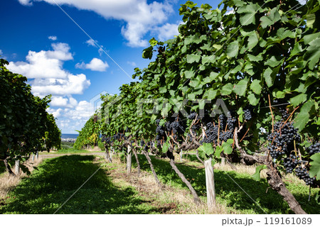 ワイン畑広がる海辺の街 119161089
