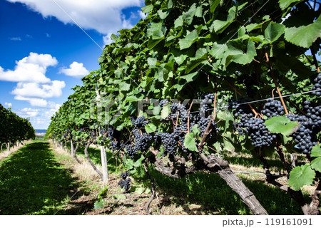 ワイン畑広がる海辺の街 119161091