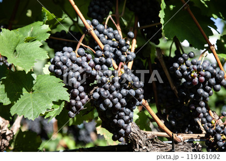 ワイン畑広がる海辺の街 119161092