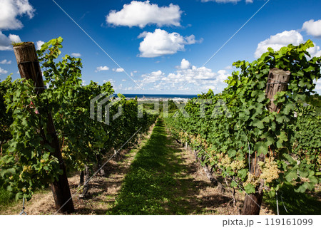 ワイン畑広がる海辺の街 119161099