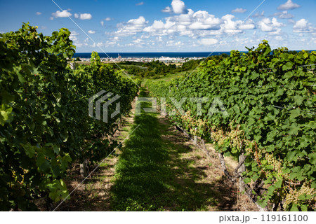 ワイン畑広がる海辺の街 119161100