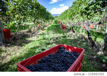 ワイン畑広がる海辺の街 119161101