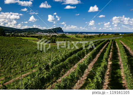ワイン畑広がる海辺の街 119161105