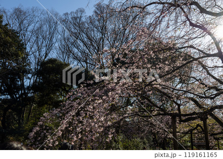 柔らかい日差しと庭園の枝垂れ桜 柔らかい日差しと庭園の枝垂れ桜 119161165