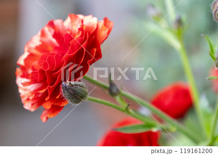 アップで撮った一輪のラナンキュラスラックス アップで撮った一輪のラナンキュラスラックス 119161200