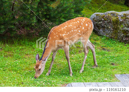 夏の北海道　阿寒湖　エゾシカ 119161210