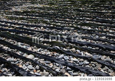 日高沿岸の昆布干し風景 119161698