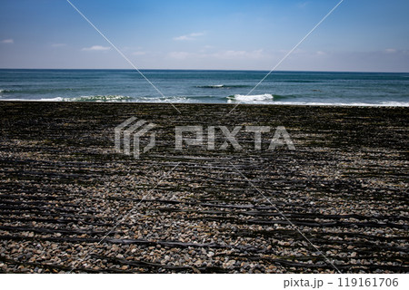 日高沿岸の昆布干し風景 119161706