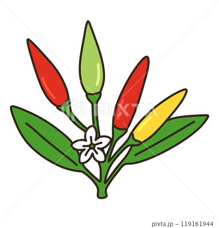 トウガラシ 119161944