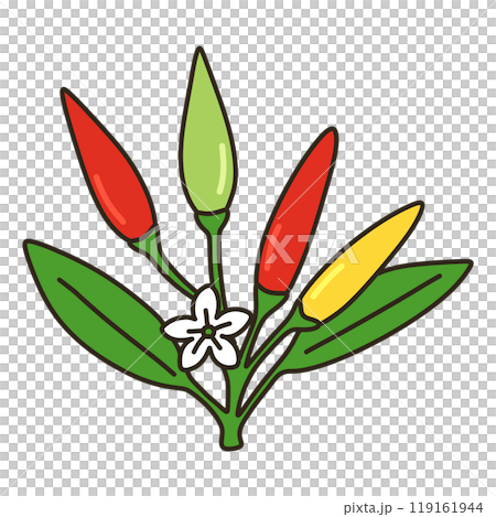 トウガラシ 119161944